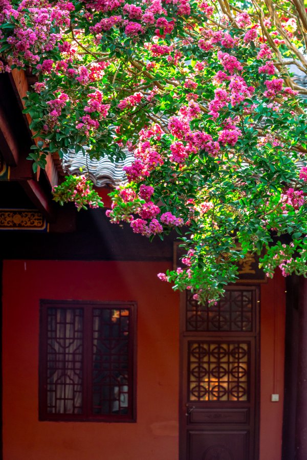 升富配资 满树繁花！四川剑门关1500年紫薇古树 迎数十年最盛花期